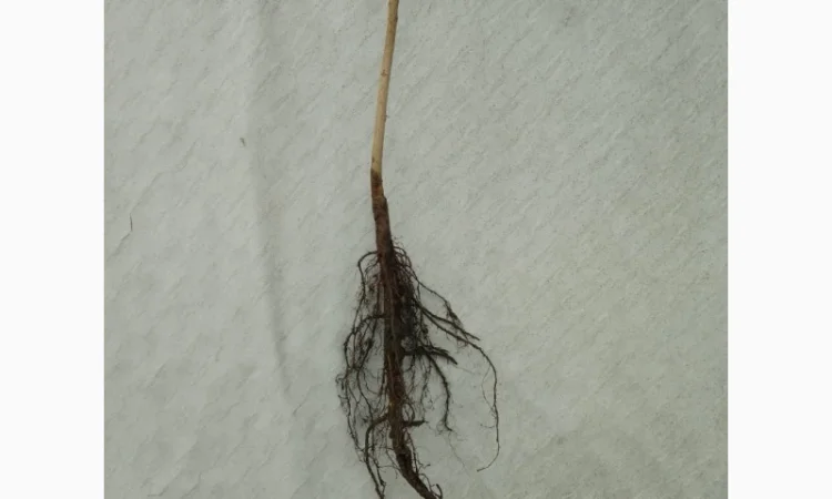 Саженцы грецкого ореха сорта Грин Ривер (высота 120-140 см) - фото № 3