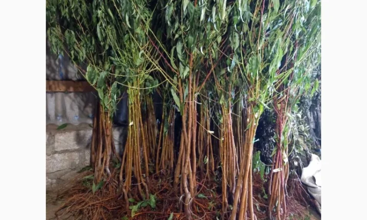 Саженцы плодовых деревьев высокого качества - фото № 1