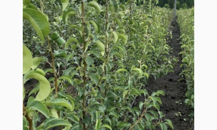 Саженцы плодовых деревьев высокого качества - фото № 2