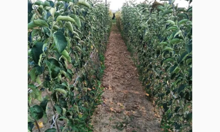 Саженцы плодовых деревьев высокого качества - фото № 4