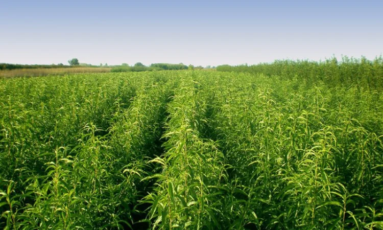 Саженцы плодовых деревьев высокого качества - фото № 5