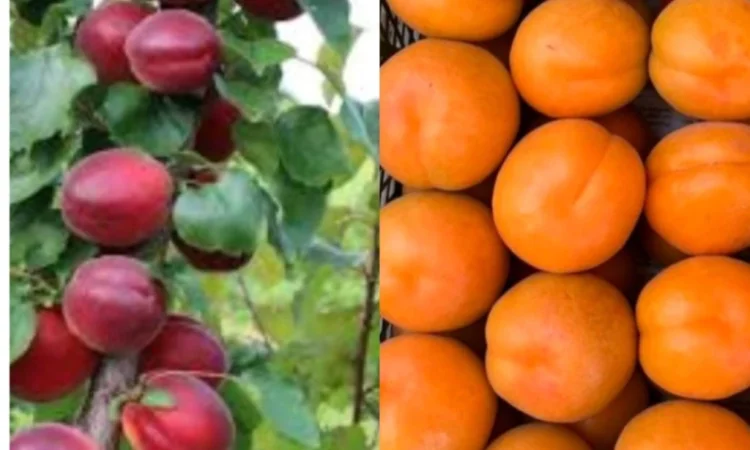 Саджанці абрикоса та персика – найкращі сорти - фото № 1