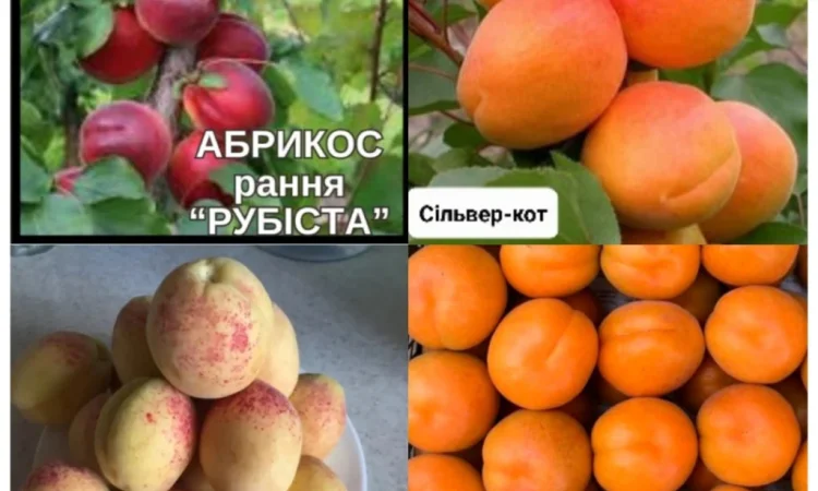 Саджанці абрикоса та персика – найкращі сорти - фото № 2