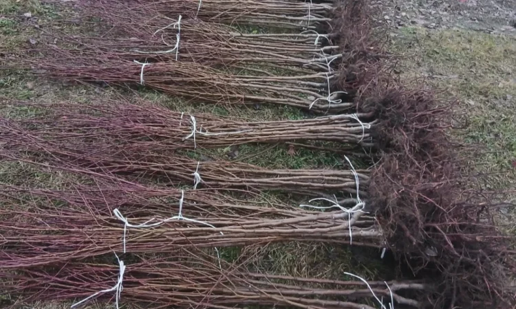 Саджанці абрикоса та персика – найкращі сорти - фото № 3