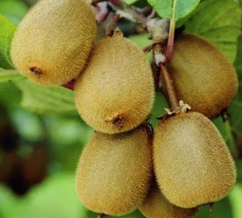 Саженцы киви Эдвард - 2-летние - фото № 1