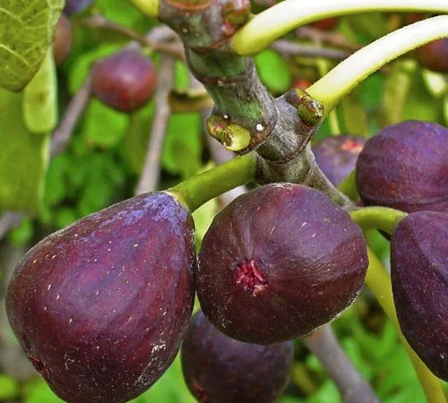 Саджанці інжиру Київський Великоплідний - фото № 1