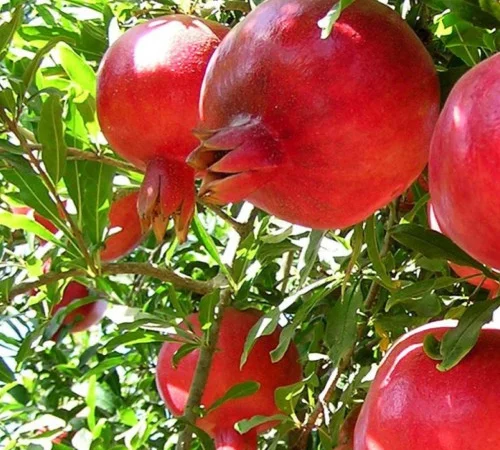 Саженцы граната Ак-дона в продаже - фото № 1