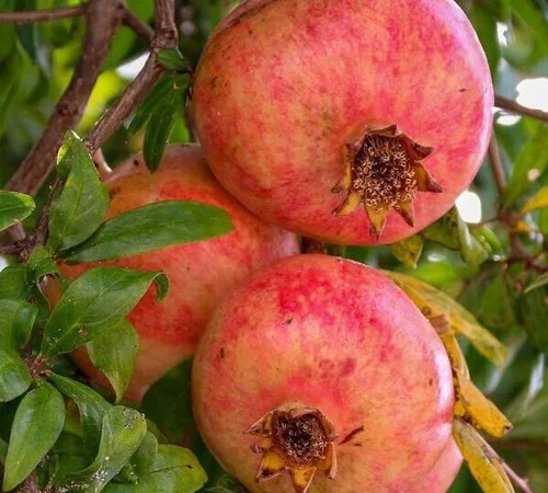 Саджанці гранату Кримський Рожевий - фото № 1