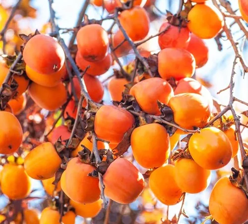 Саженцы хурмы Виргинская Великоплодная - 2-летние - фото № 1