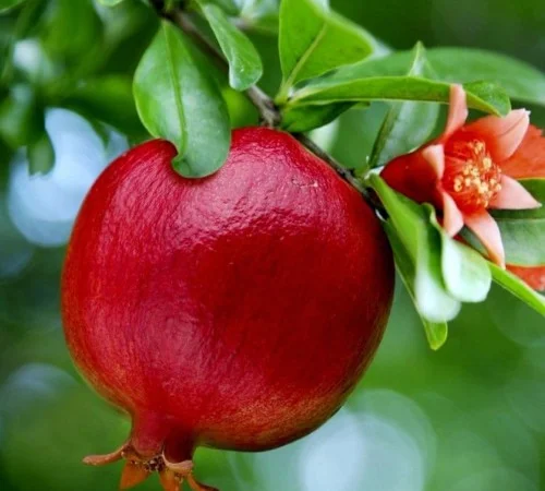 Саженцы граната Галюша (черенкованный) - фото № 1