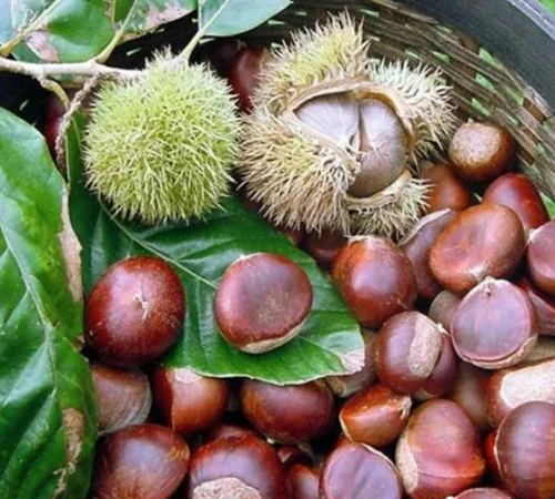 Саженцы каштана Бурю де Ліляк (съедобный) - фото № 1