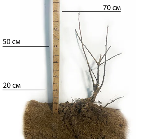 Саженцы каштана Бурю де Ліляк (съедобный) - фото № 2