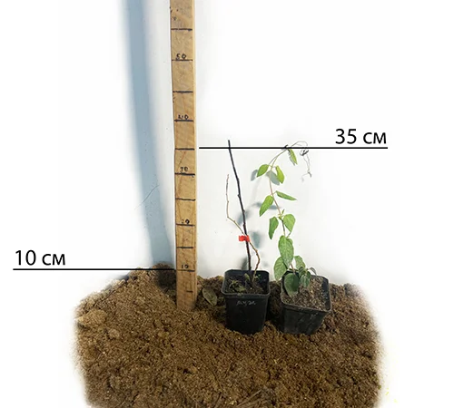 Саджанці міні-ківі Актинідія (пара) - фото № 2
