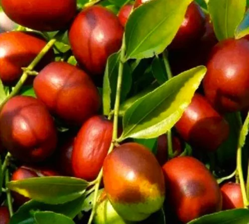 Саджанці зізіфуса Цукерковий – високоурожайний сорт - фото № 1