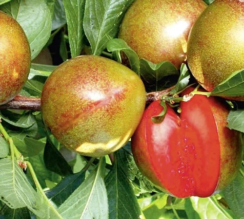 Саджанці плуота Флавор Супреме - 2-річні - фото № 3