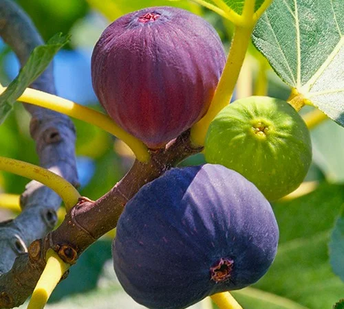 Саджанці інжиру сорту Магарачський - фото № 1