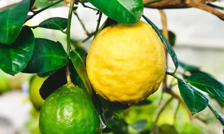 Саджанці лимона Київський Великоплідний у продажу - фото № 1