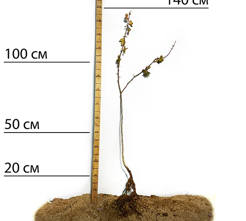 Саджанці глоду Пол Скарлет у продажу - фото № 2