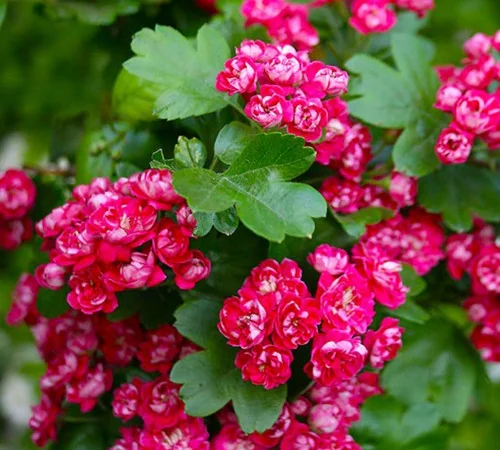 Саджанці глоду Пол Скарлет у продажу - фото № 1