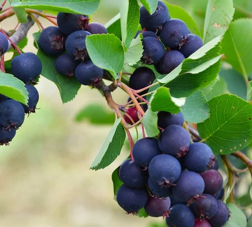 Саженцы ирги Слейт - 2 года - фото № 1