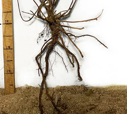 Саженцы ирги Слейт - 2 года - фото № 3