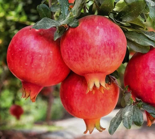 Саженцы граната Азиатский в Черновцах - фото № 1