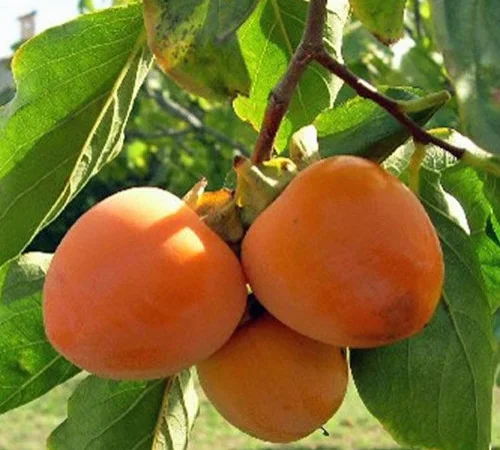 Саженцы хурмы сорта Божий Дар - фото № 1