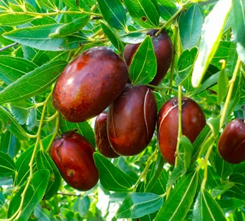 Саджанці зізіфуса Та-Ян-Цзао у продажу - фото № 1