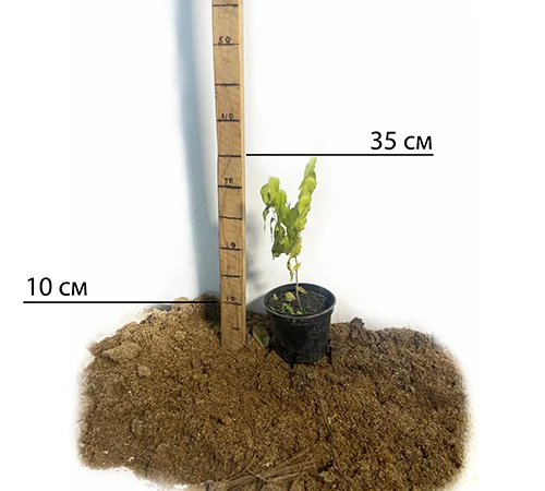 Саджанці зізіфуса Та-Ян-Цзао у продажу - фото № 2