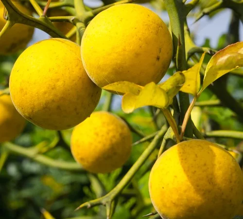 Саженцы лимона Понцирус с высокой морозостойкостью - фото № 1