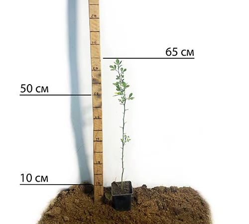 Саженцы лимона Понцирус с высокой морозостойкостью - фото № 2