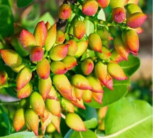 Саджанці фісташки Амелія у продажу - фото № 1