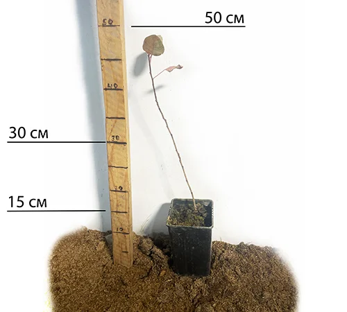 Саджанці фісташки Амелія у продажу - фото № 2