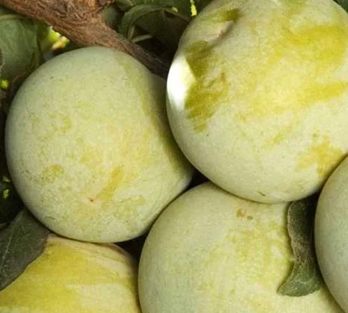 Саджанці плуота Королева Смаку - 2 роки - фото № 1