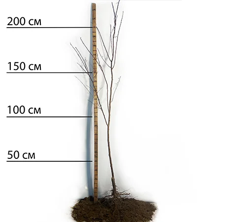 Саджанці плуота Королева Смаку - 2 роки - фото № 2