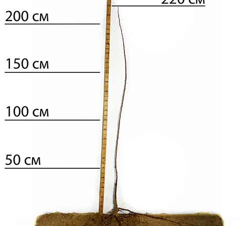 Саджанці плуота Дапл Денді - 1 рік - фото № 2