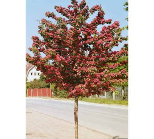 Саджанці декоративного глоду Пол Скарлет на штамбі - фото № 1