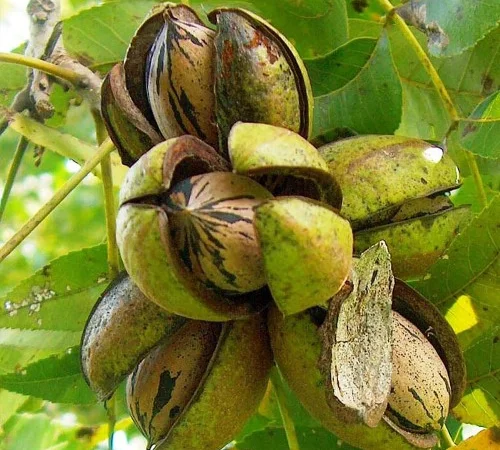 Саджанці пекана Бартон - 4-річні рослини - фото № 1