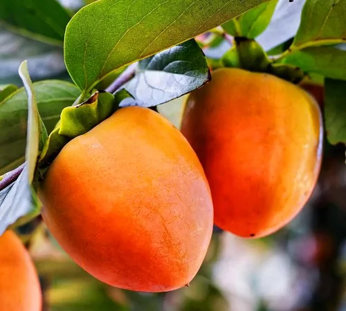 Саженцы хурмы Биче Сердце - 2-летние - фото № 1