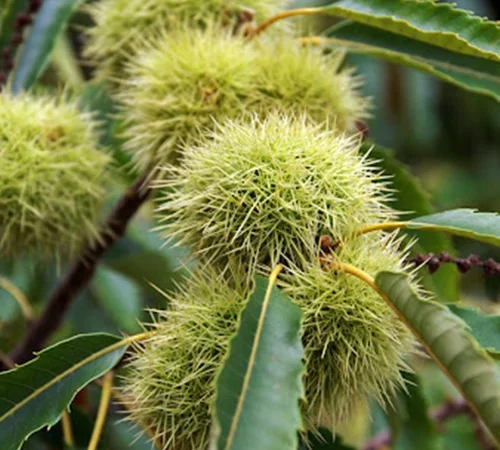 Саженцы каштана Неаполитанского (едобный) - фото № 1