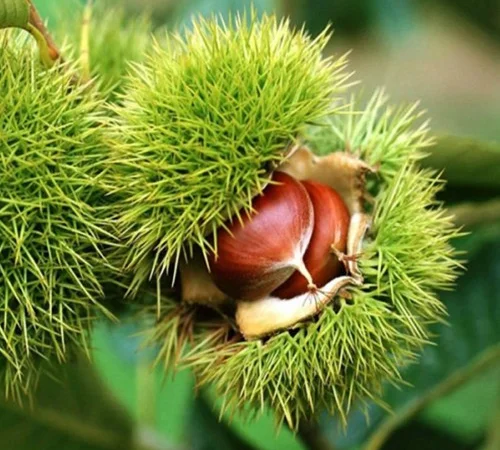 Саженцы каштана Марон (съедобный) - фото № 1