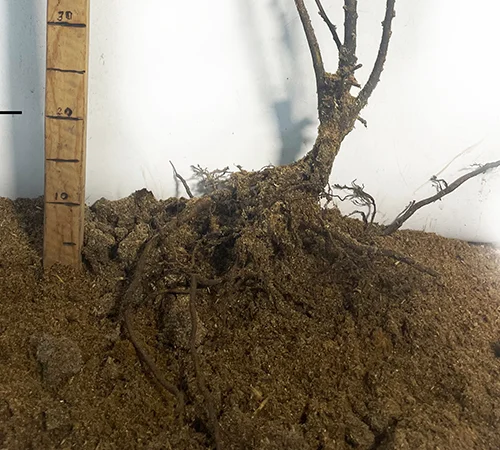 Саженцы каштана Марон (съедобный) - фото № 3