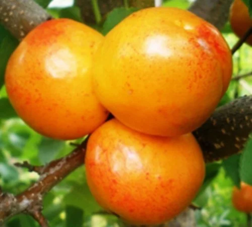 Саджанці плуота Флавор Квін - 2 роки - фото № 1