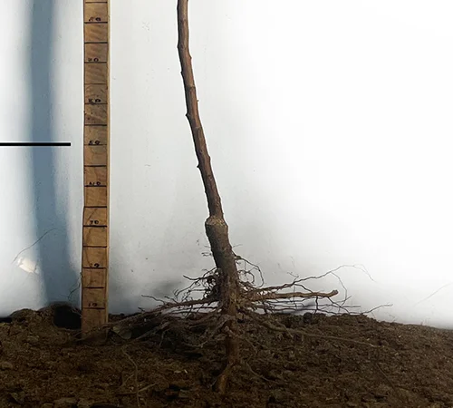 Саджанці плуота Флавор Квін - 2 роки - фото № 3