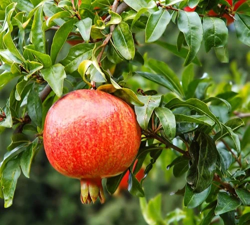 Саженцы граната Грінго в продаже - фото № 1