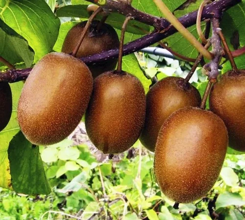 Саженцы киви Хейворд - 2 года - фото № 1