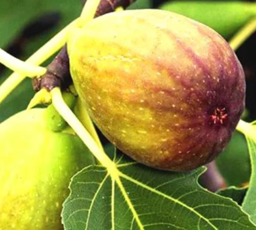 Саджанці інжиру Королівський - фото № 1