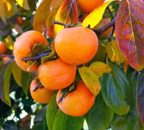 Саженцы хурмы Шарон - 2 года - фото № 1