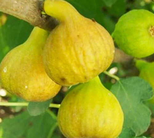 Саджанці інжиру сорту Медовий - фото № 1