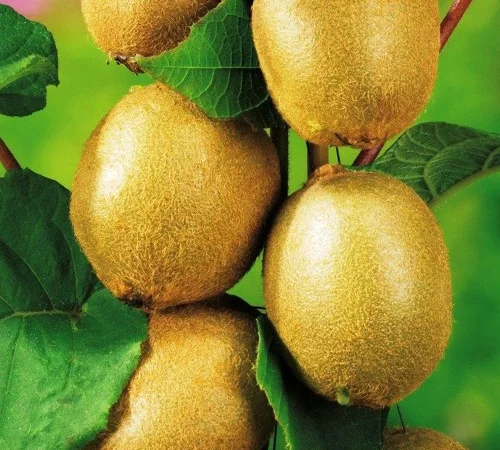 Саджанці ківі Соло - 2 роки - фото № 1